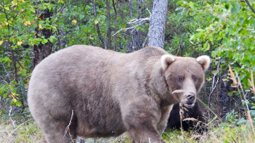 This photo of 128 Grazer was taken on September 12, 2024. The protective mother bear has again won the annual Fat Bear Week online contest.