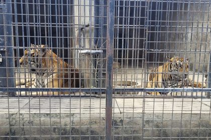 Tigers are kept in cages at Vuon Xoai zoo in Bien Hoa city, Vietnam on Thursday, Oct. 3