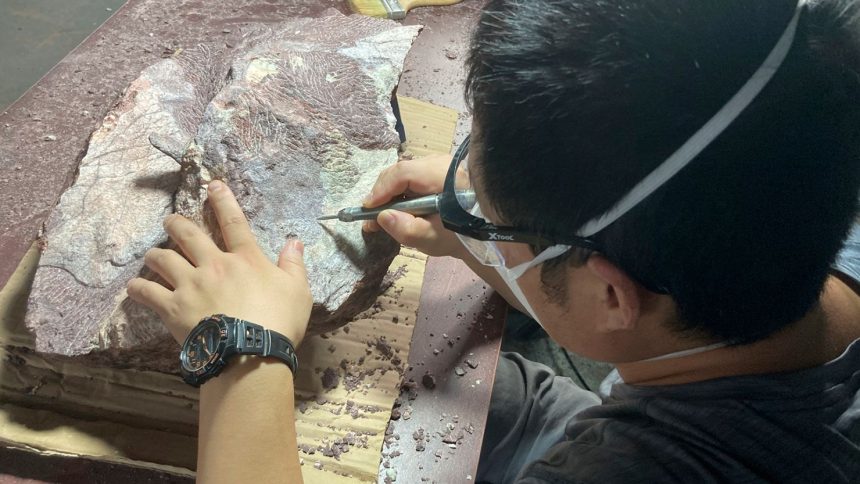 An expert from the Institute of Vertebrate Paleontology and Paleoanthropology of the Chinese Academy of Sciences cleans and prepares a rock containing dinosaur bone fossil, and clears the rock covering the fossil discovered in Hong Kong's Port Island.