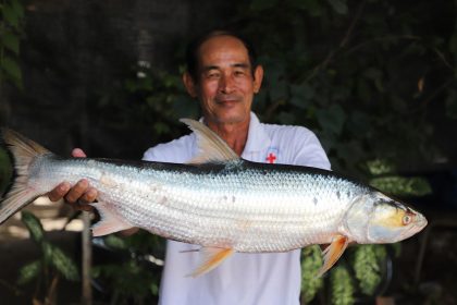 One of two giant salmon carp individuals that were caught by fishermen in Cambodia in 2023.