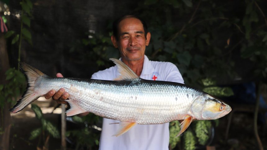 One of two giant salmon carp individuals that were caught by fishermen in Cambodia in 2023.