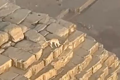 A dog was spotted on top of the second tallest of Egypt's Great Pyramids.