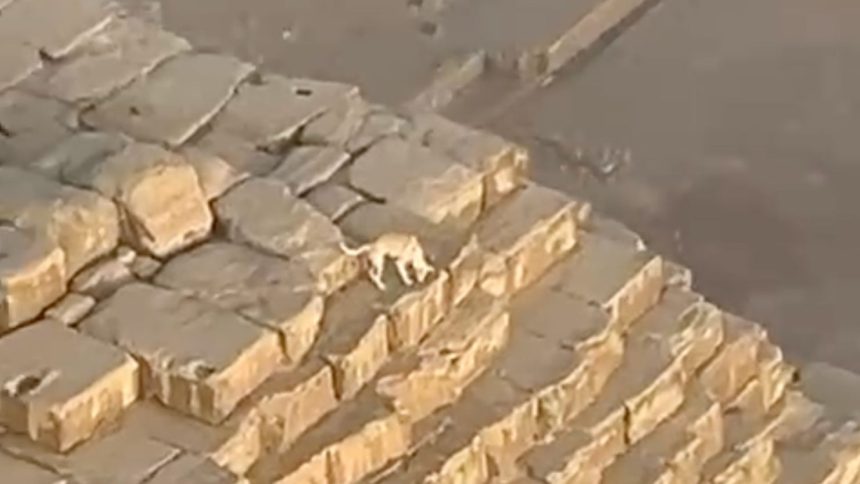 A dog was spotted on top of the second tallest of Egypt's Great Pyramids.