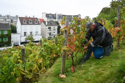 The Clos Montmartre vineyard is tucked away in the center of Paris, the last remnant of an ancient wine-making region.