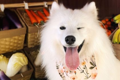 This 2-year-old Samoyed, named OK, has a part-time 'job' working in a dog cafe.