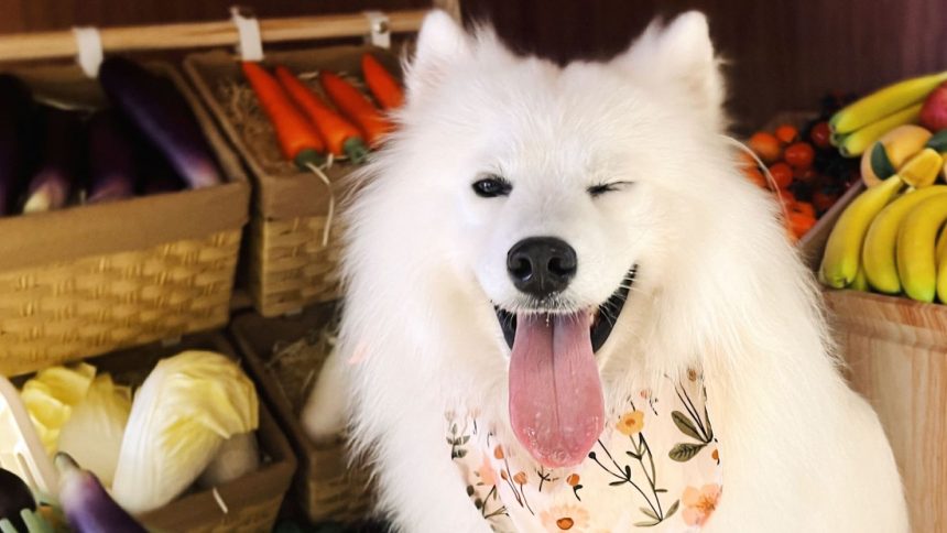 This 2-year-old Samoyed, named OK, has a part-time 'job' working in a dog cafe.