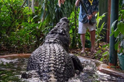 The world's largest captive crocodile pictured in this file image from March 18, 2023.