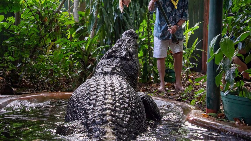 The world's largest captive crocodile pictured in this file image from March 18, 2023.