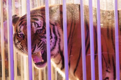 A live tiger made an appearance on the field before the game.