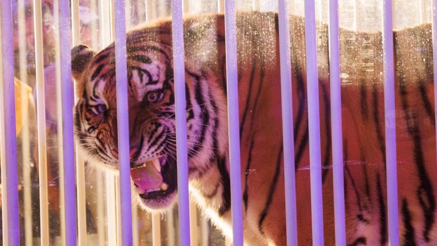 A live tiger made an appearance on the field before the game.