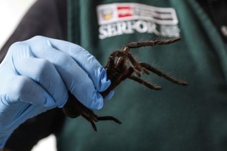 A Peruvian official holds one of the tarantulas seized from the smuggler.