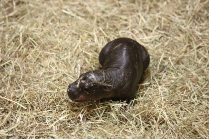 Haggis the pygmy hippo was born at Edinburgh Zoo on October 30.