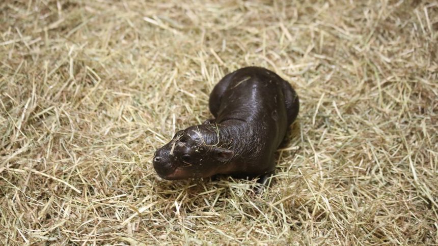 Haggis the pygmy hippo was born at Edinburgh Zoo on October 30.