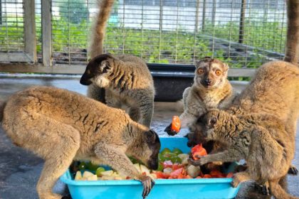 Brown lemurs eat fruits and vegetables.