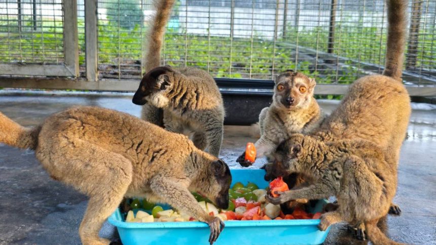 Brown lemurs eat fruits and vegetables.