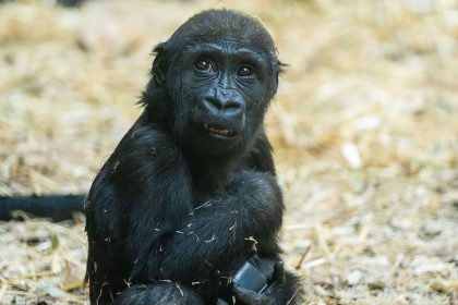 The death of this gorilla has prompted Calgary Zoo to implement new preventive measures.