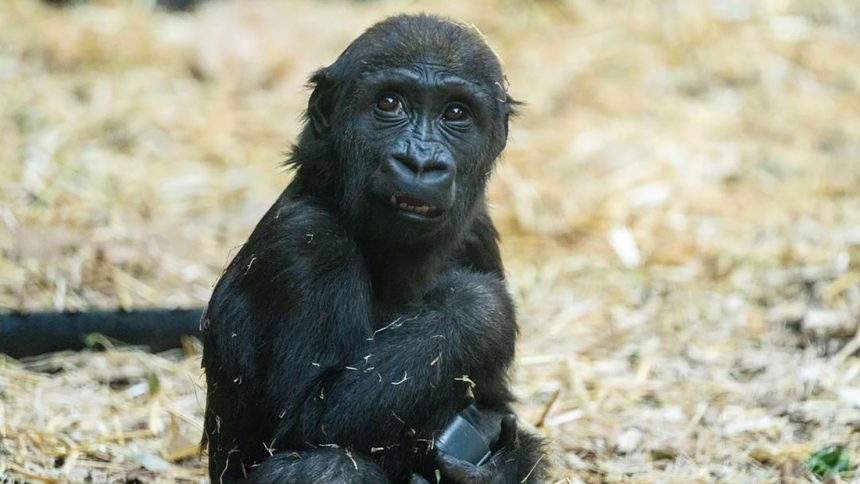 The death of this gorilla has prompted Calgary Zoo to implement new preventive measures.