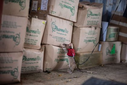 Non-profit APOPO is training African giant pouched rats to help in the global fight against the multi-billion-dollar illegal wildlife trade. Here, a rat on a lead searches for concealed wildlife products during a field trial at Dar es Salaam seaport, Tanzania.