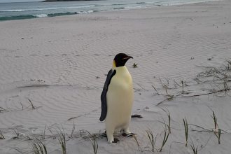 The emperor penguin, pictured on Ocean Beach near Denmark, Western Australia