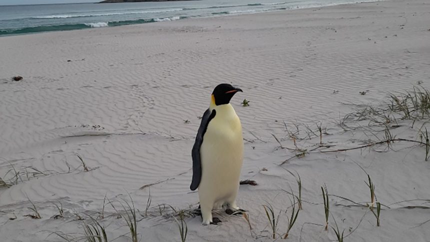 The emperor penguin, pictured on Ocean Beach near Denmark, Western Australia