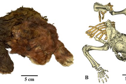 Shown here at left is the frozen Homotherium latidens specimen, the first known mummy of a sabre-toothed cat. On the right is a CT-scan of its skeleton.