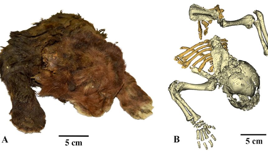 Shown here at left is the frozen Homotherium latidens specimen, the first known mummy of a sabre-toothed cat. On the right is a CT-scan of its skeleton.