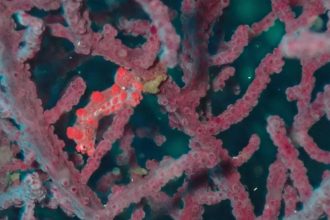 Scientists lost sight of Haplosyllis anthogorgicola, a species of bristle worm, for years until it was found living alongside — and photobombing — pygmy seahorses in coral colonies from Japan to Australia.