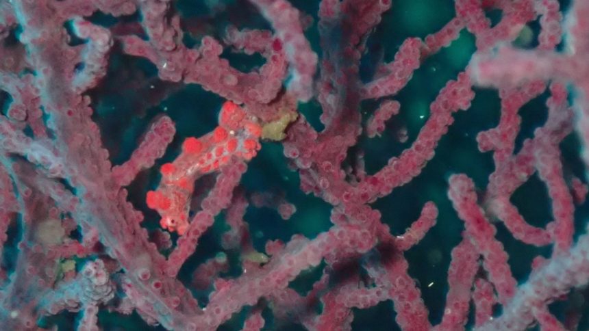 Scientists lost sight of Haplosyllis anthogorgicola, a species of bristle worm, for years until it was found living alongside — and photobombing — pygmy seahorses in coral colonies from Japan to Australia.