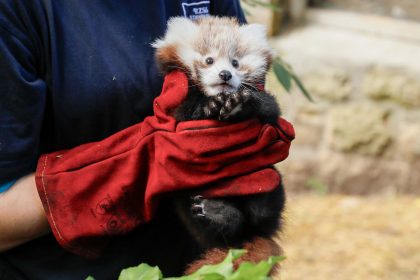 Three-month-old Roxie died due to stress caused by fireworks in the local area, according to the zoo.