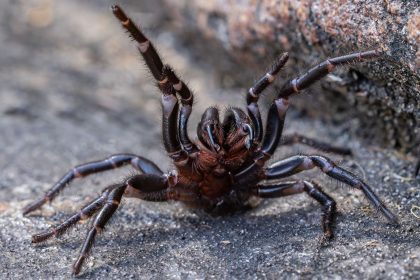 No one has been killed by a funnel-web spider since the antivenom was introduced.