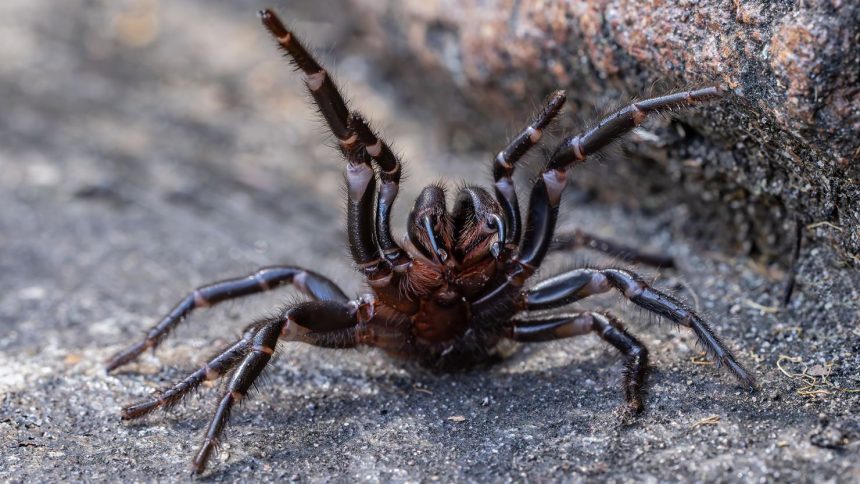 No one has been killed by a funnel-web spider since the antivenom was introduced.