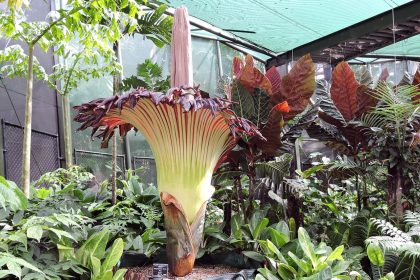 A corpse flower blooming in Cairns, Australia, in January 2018.