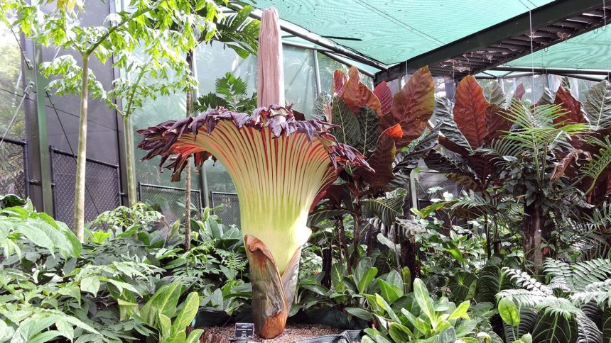 A corpse flower blooming in Cairns, Australia, in January 2018.