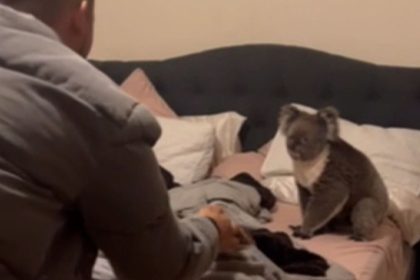 Fran Dias Rufino and her husband Brunno arrive home to find a koala in their bedroom.