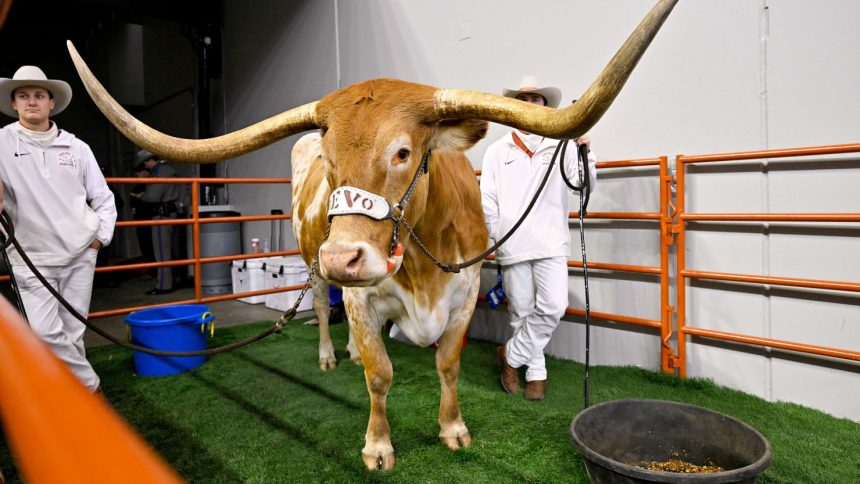 Bevo is sitting out Saturday's SEC championship game in Atlanta because of lack of space on the sideline at Mercedes-Benz Stadium.