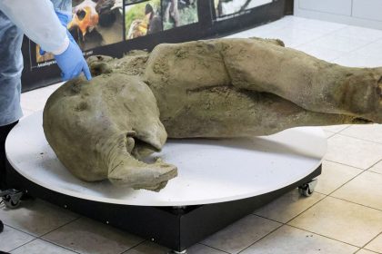 'World's best-preserved mammoth' found in Siberia.