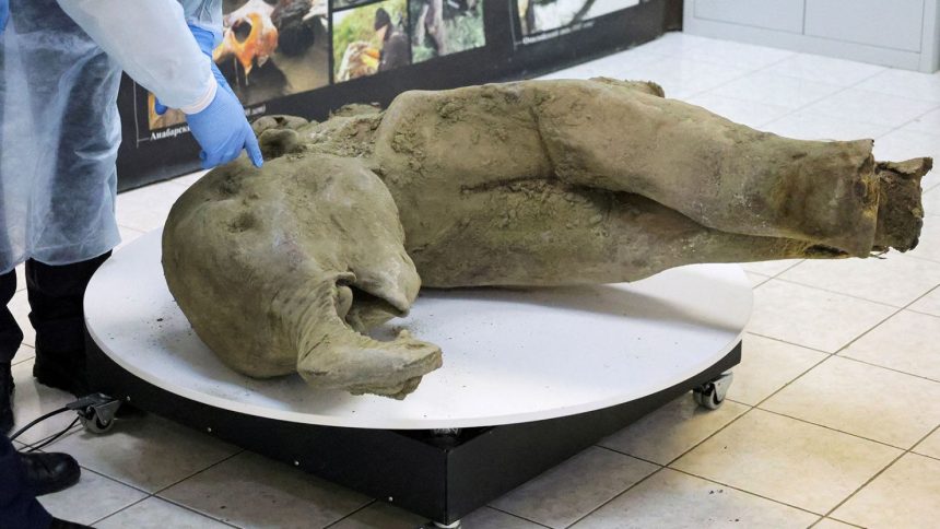 'World's best-preserved mammoth' found in Siberia.