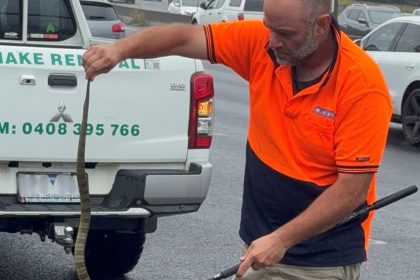 Tim Nanninga of Melbourne Snake Control captures a deadly tiger snake for release on the side of the freeway near Melbourne in Australia on November 30, 2024.