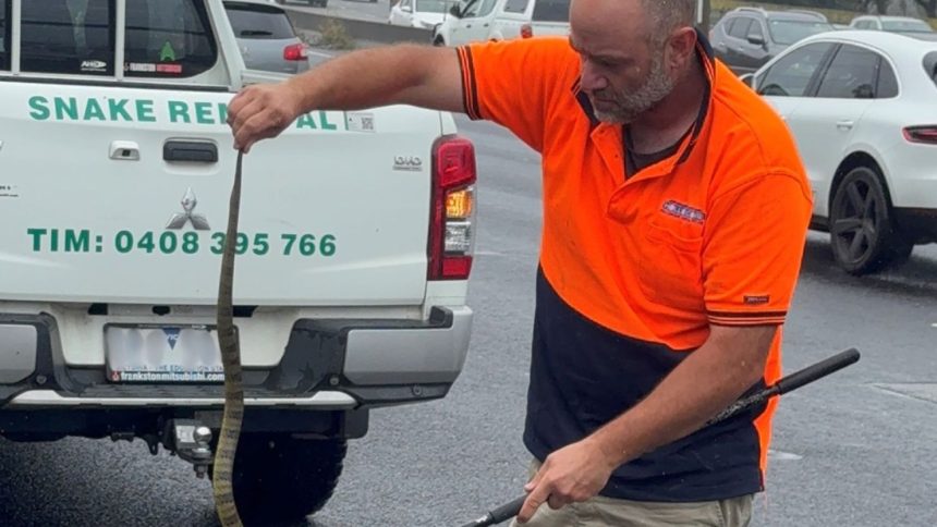 Tim Nanninga of Melbourne Snake Control captures a deadly tiger snake for release on the side of the freeway near Melbourne in Australia on November 30, 2024.