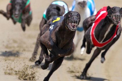 Greyhounds race at the Southland Greyhound Racing Club in Invercargill, New Zealand on December 28, 2012.