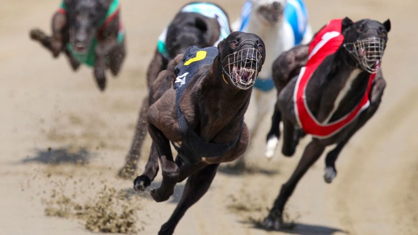 Greyhounds race at the Southland Greyhound Racing Club in Invercargill, New Zealand on December 28, 2012.