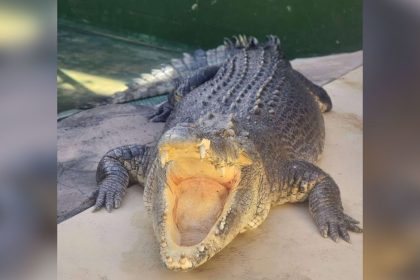 Saltwater crocodile Burt, who starred in Crocodile Dundee, has died.