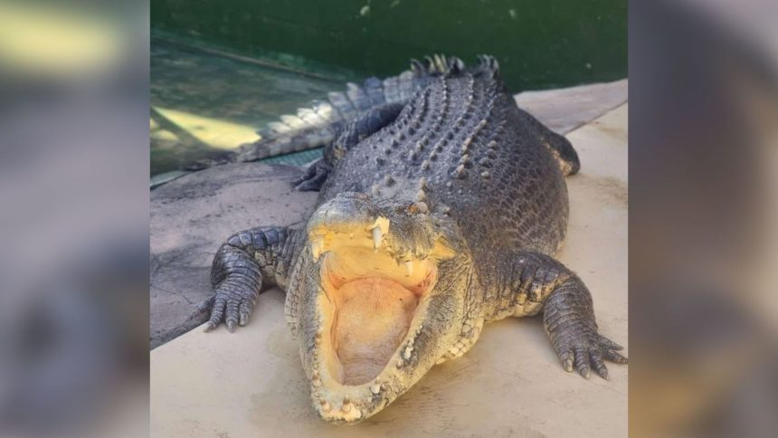 Saltwater crocodile Burt, who starred in Crocodile Dundee, has died.