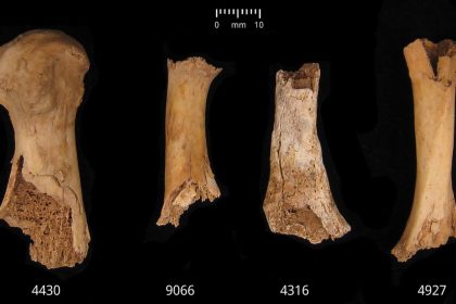 Foot bones and a clavicle (third from left) recovered from a natural shaft at the Charterhouse Warren site in Somerset, England, show postmortem damage likely sustained from cannibalism, a study found.