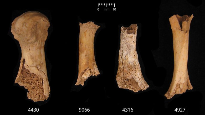 Foot bones and a clavicle (third from left) recovered from a natural shaft at the Charterhouse Warren site in Somerset, England, show postmortem damage likely sustained from cannibalism, a study found.