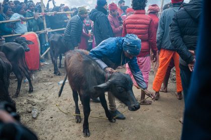 A Nepalese Hindu devotee gets ready to slaughter the cattles and offer prayers to please Gadhimai, the goddess of power at Bariyapur, Bara, Nepal.