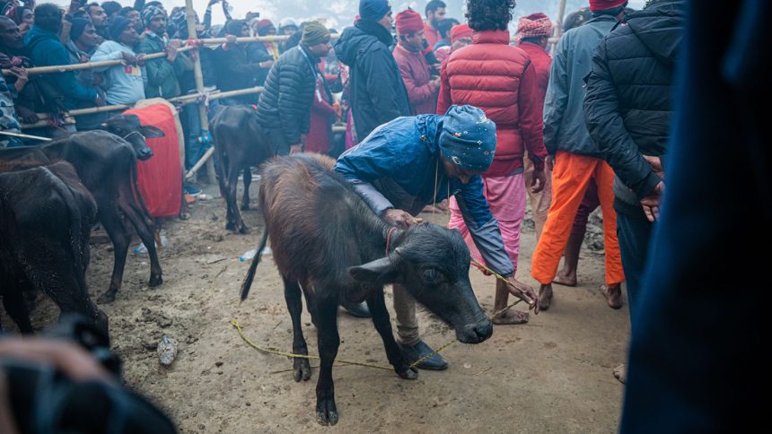 A Nepalese Hindu devotee gets ready to slaughter the cattles and offer prayers to please Gadhimai, the goddess of power at Bariyapur, Bara, Nepal.