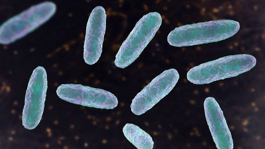 An illustration of Klebsiella bacteria.