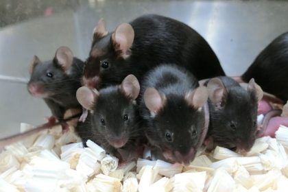 This photo taken in September 2020 shows a mouse (middle) born from sperm preserved for six years in space, or a "space mouse." The slightly smaller mice in the front and back are the offspring of space mice bred together.