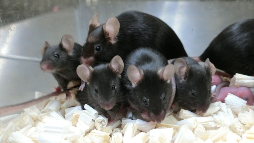 This photo taken in September 2020 shows a mouse (middle) born from sperm preserved for six years in space, or a "space mouse." The slightly smaller mice in the front and back are the offspring of space mice bred together.